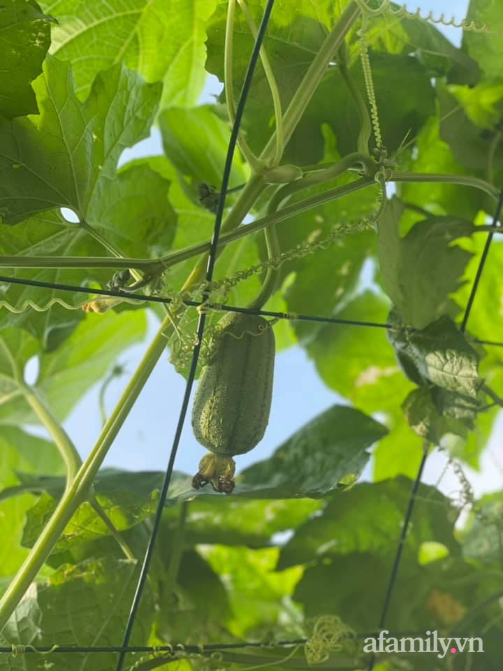 Khu vườn sân thượng chỉ 15m² nhưng quanh năm bội thu rau quả sạch của mẹ đảm ở Lào Cai-13