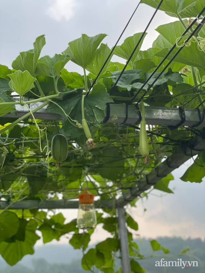 Khu vườn sân thượng chỉ 15m² nhưng quanh năm bội thu rau quả sạch của mẹ đảm ở Lào Cai-14