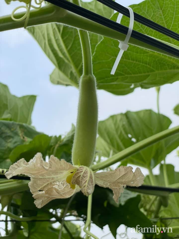 Khu vườn sân thượng chỉ 15m² nhưng quanh năm bội thu rau quả sạch của mẹ đảm ở Lào Cai-15