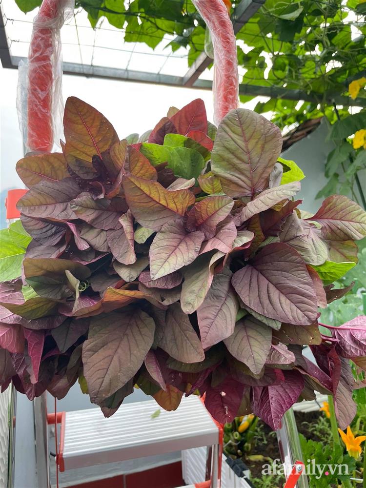 Khu vườn sân thượng chỉ 15m² nhưng quanh năm bội thu rau quả sạch của mẹ đảm ở Lào Cai-16