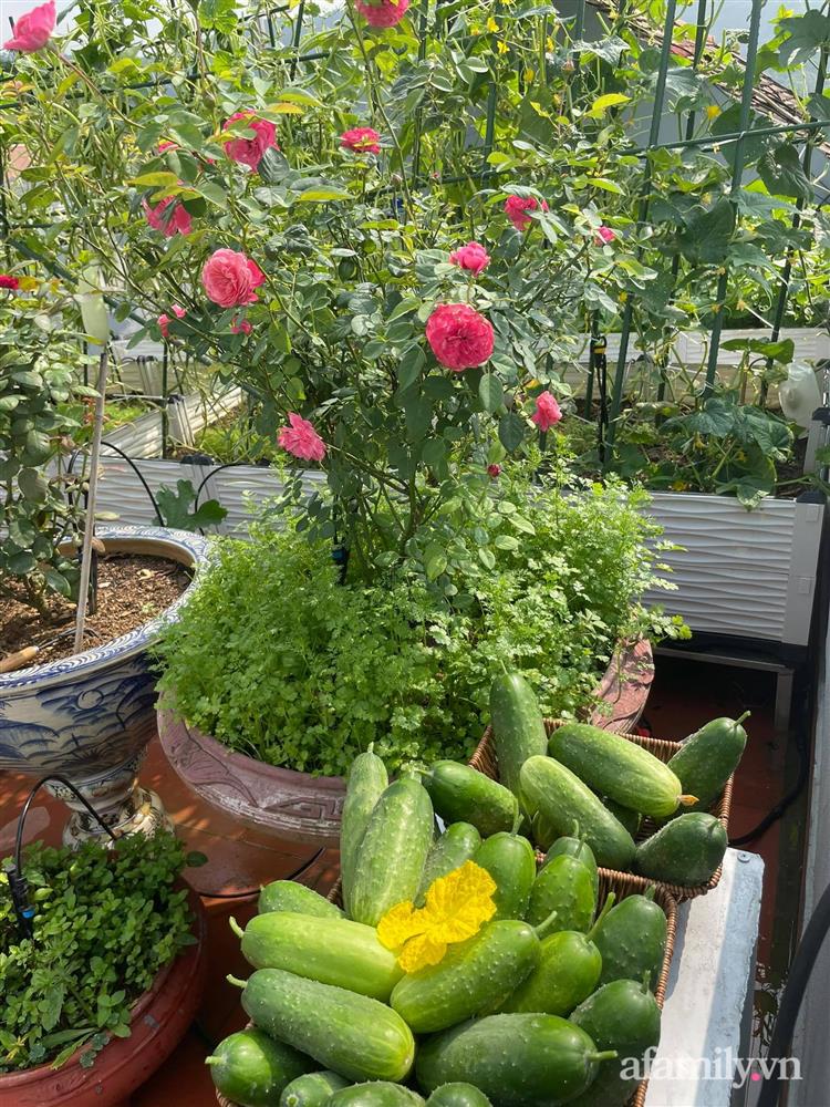 Khu vườn sân thượng chỉ 15m² nhưng quanh năm bội thu rau quả sạch của mẹ đảm ở Lào Cai-18