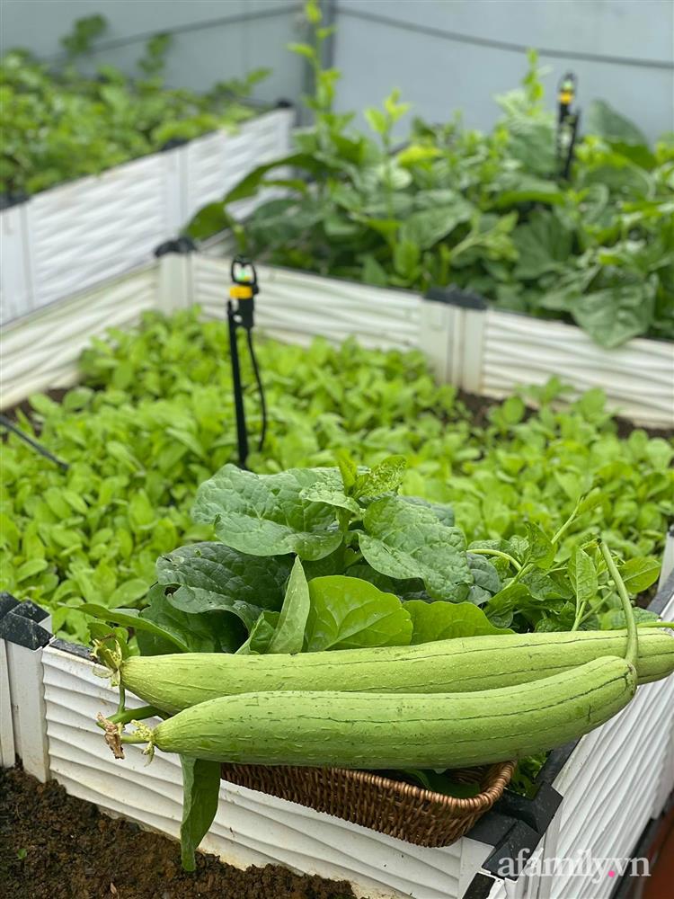 Khu vườn sân thượng chỉ 15m² nhưng quanh năm bội thu rau quả sạch của mẹ đảm ở Lào Cai-19