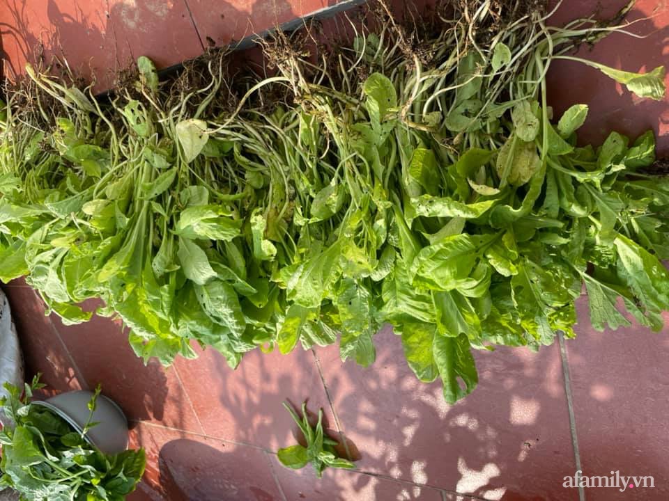 Khu vườn sân thượng chỉ 15m² nhưng quanh năm bội thu rau quả sạch của mẹ đảm ở Lào Cai-20