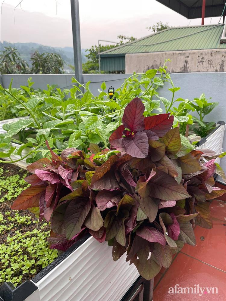 Khu vườn sân thượng chỉ 15m² nhưng quanh năm bội thu rau quả sạch của mẹ đảm ở Lào Cai-21