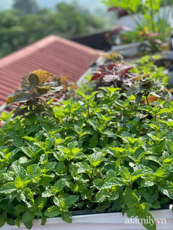 Khu vườn sân thượng chỉ 15m² nhưng quanh năm bội thu rau quả sạch của mẹ đảm ở Lào Cai-24