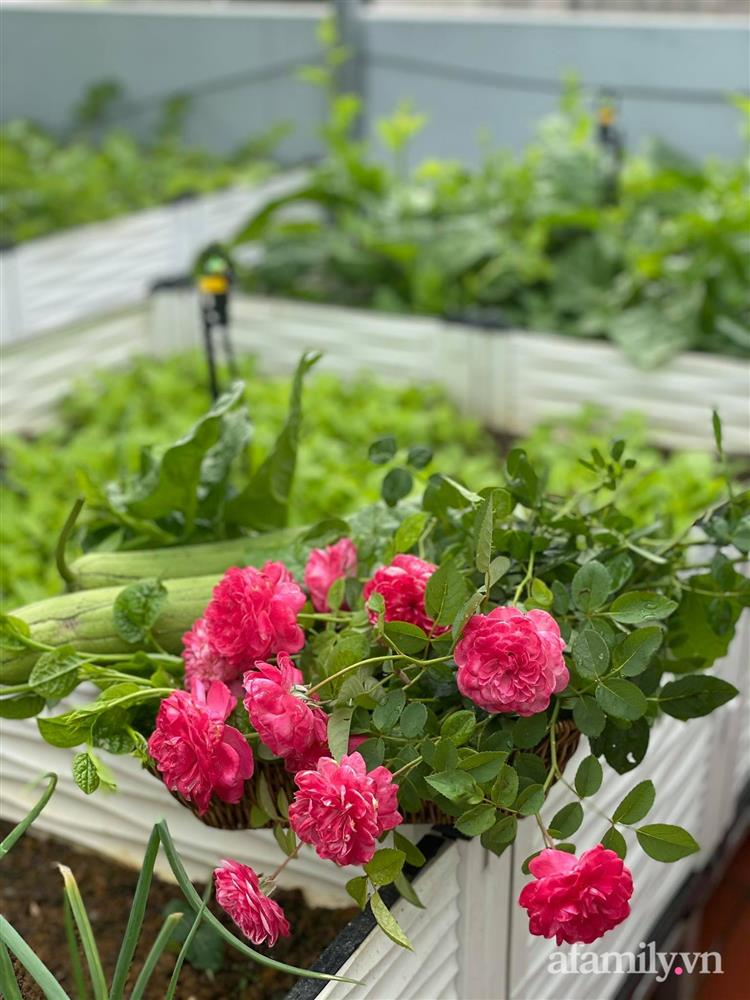 Khu vườn sân thượng chỉ 15m² nhưng quanh năm bội thu rau quả sạch của mẹ đảm ở Lào Cai-25