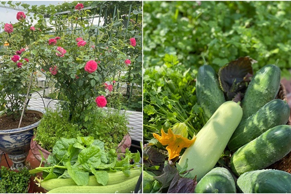 Vườn rau quanh năm tốt tươi với đủ loại rau quả của mẹ Việt-32