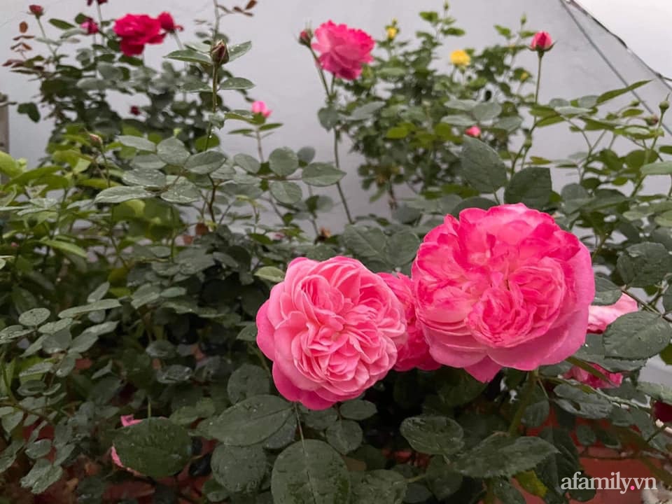 Khu vườn sân thượng chỉ 15m² nhưng quanh năm bội thu rau quả sạch của mẹ đảm ở Lào Cai-31