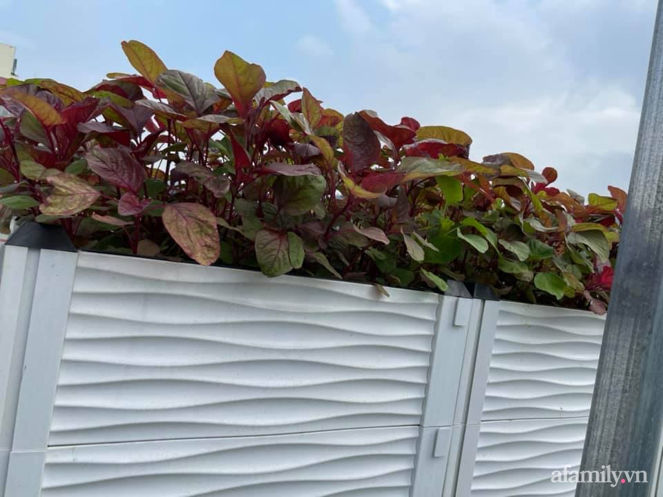 Khu vườn sân thượng chỉ 15m² nhưng quanh năm bội thu rau quả sạch của mẹ đảm ở Lào Cai-33