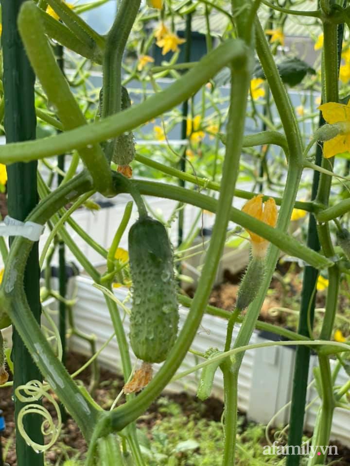 Khu vườn sân thượng chỉ 15m² nhưng quanh năm bội thu rau quả sạch của mẹ đảm ở Lào Cai-34