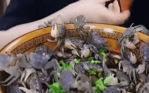 Nhìn cua bò lổm ngổm, ai cũng sợ bị kẹp nhưng cô gái này lại thản nhiên bốc lên nhai rau ráu khiến người xem khiếp sợ-1