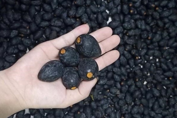 Nhãn rừng mọc trên núi đá, muốn ăn đặt trước cả tuần may ra mới có-4