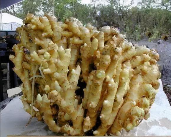 Gừng bị khô sau khi để lâu? Sử dụng những thủ thuật này, dù để bao lâu cũng sẽ tươi mới-1