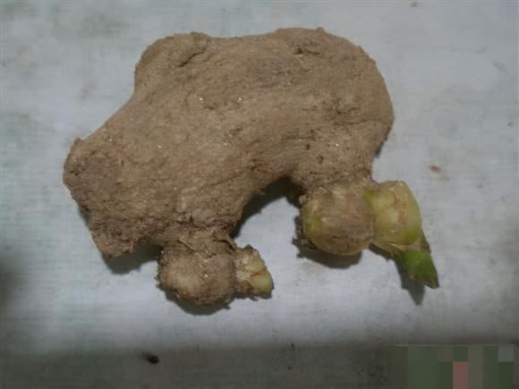 Gừng bị khô sau khi để lâu? Sử dụng những thủ thuật này, dù để bao lâu cũng sẽ tươi mới-4