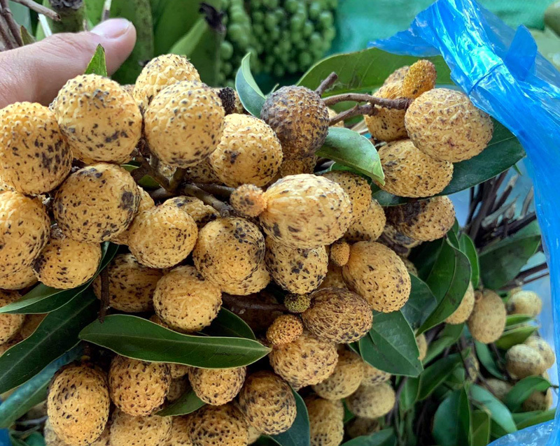 Nhãn rừng mọc trên núi đá, muốn ăn đặt trước cả tuần may ra mới có-1
