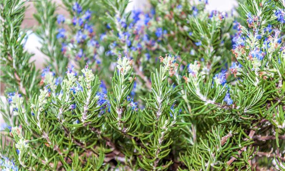 8 loại cây cảnh là kẻ thù của các loài côn trùng, đặt xung quanh nhà thì ruồi muỗi cũng không dám vào-1