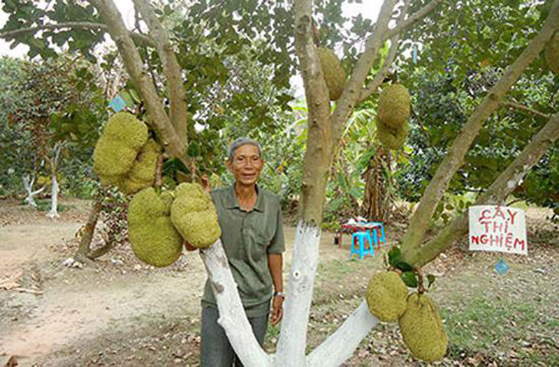 Ăn mít mà không phải tách hạt, bác nông dân Cần Thơ thu tiền tỷ từ loại mít kỳ lạ này-1