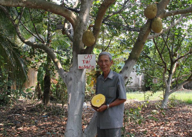 Ăn mít mà không phải tách hạt, bác nông dân Cần Thơ thu tiền tỷ từ loại mít kỳ lạ này-2