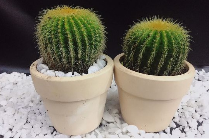 4 loại cây khắc tinh” của Thần Tài: Nhà giàu không bao giờ trồng trong nhà, người nghèo phạm phải càng lụi bại-2