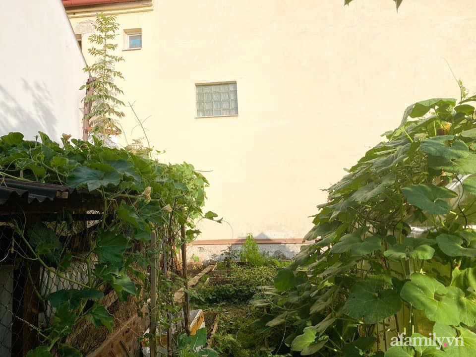 Vườn rau quanh năm tốt tươi với đủ loại rau quả của mẹ Việt-1