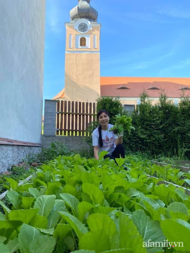 Vườn rau quanh năm tốt tươi với đủ loại rau quả của mẹ Việt-2