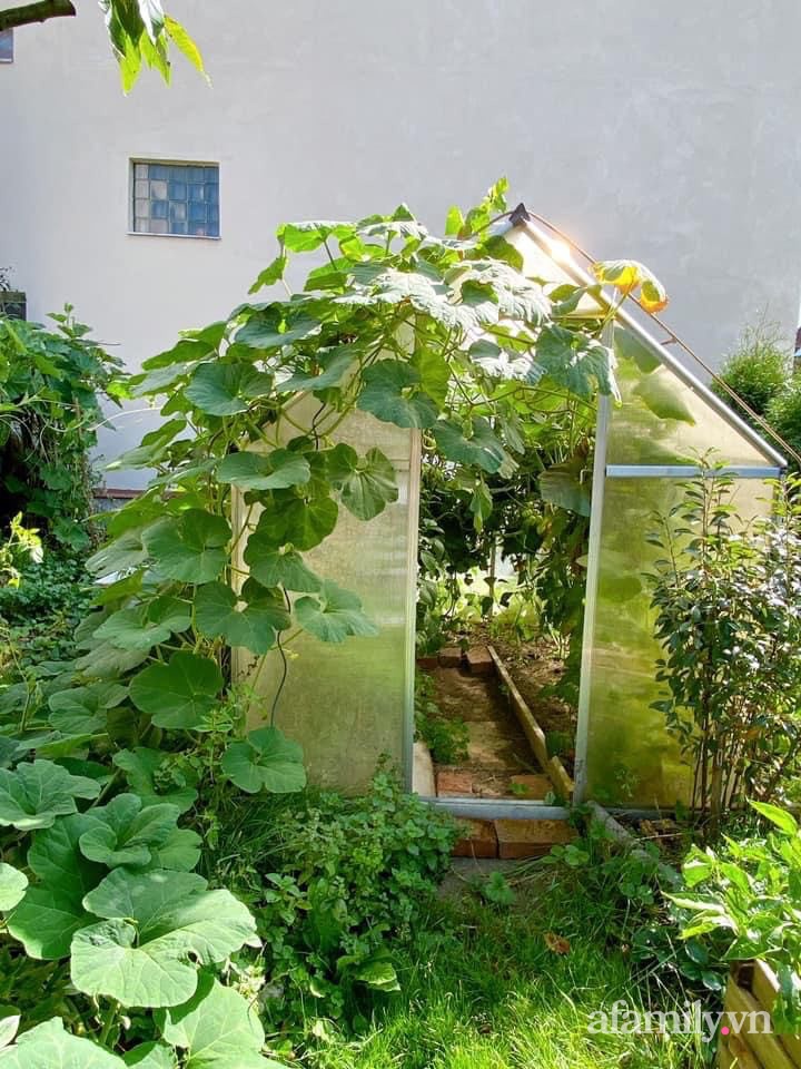 Vườn rau quanh năm tốt tươi với đủ loại rau quả của mẹ Việt-3