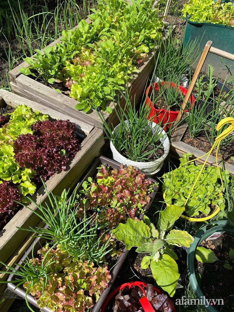 Vườn rau quanh năm tốt tươi với đủ loại rau quả của mẹ Việt-4