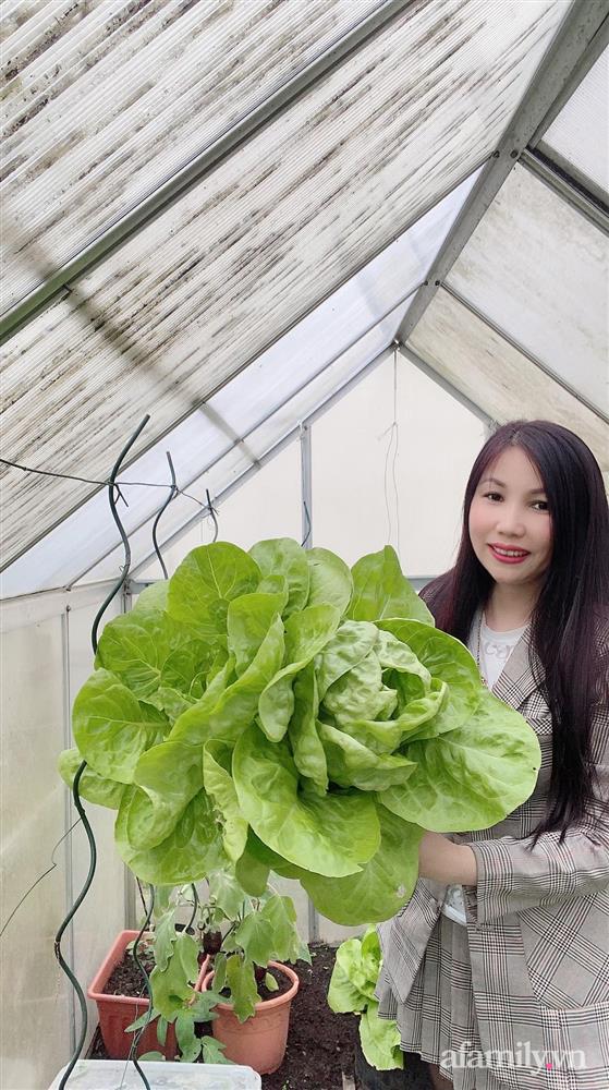 Vườn rau quanh năm tốt tươi với đủ loại rau quả của mẹ Việt-5
