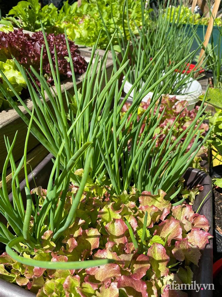 Vườn rau quanh năm tốt tươi với đủ loại rau quả của mẹ Việt-6