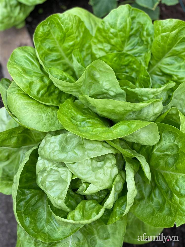 Vườn rau quanh năm tốt tươi với đủ loại rau quả của mẹ Việt-7