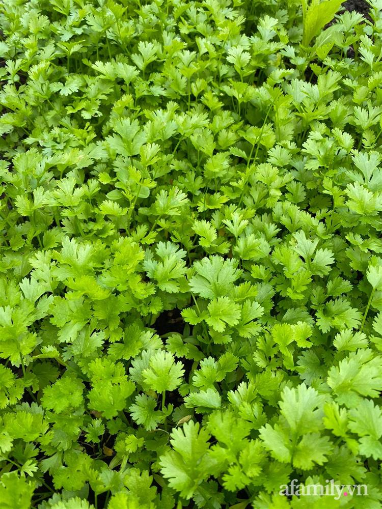 Vườn rau quanh năm tốt tươi với đủ loại rau quả của mẹ Việt-8