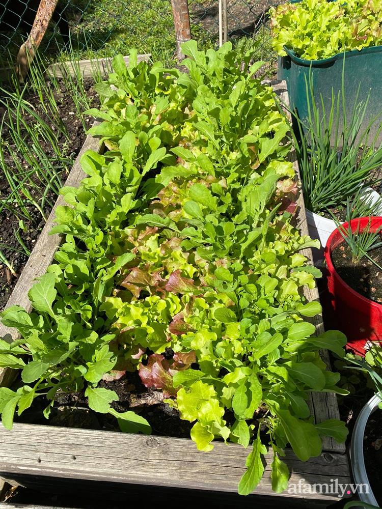 Vườn rau quanh năm tốt tươi với đủ loại rau quả của mẹ Việt-9