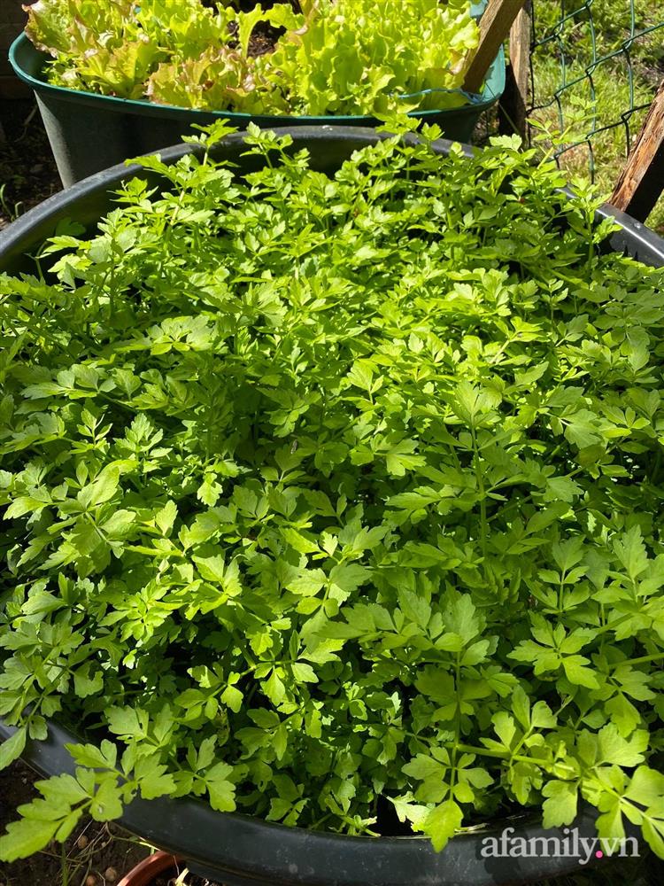 Vườn rau quanh năm tốt tươi với đủ loại rau quả của mẹ Việt-10