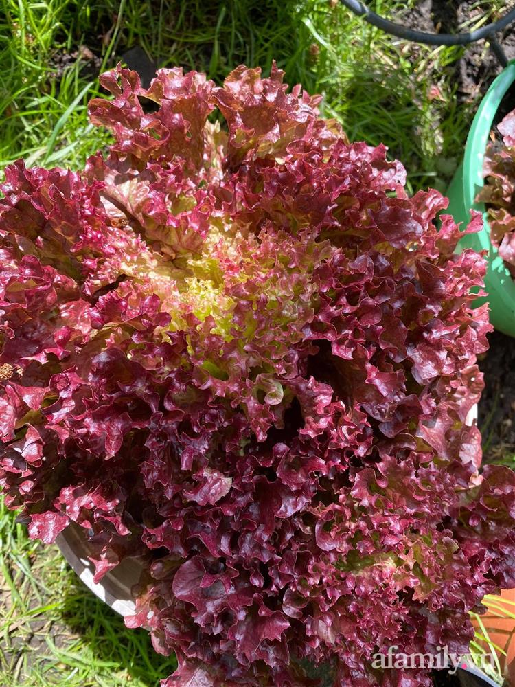 Vườn rau quanh năm tốt tươi với đủ loại rau quả của mẹ Việt-12