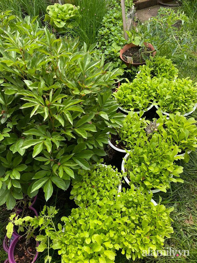 Vườn rau quanh năm tốt tươi với đủ loại rau quả của mẹ Việt-13