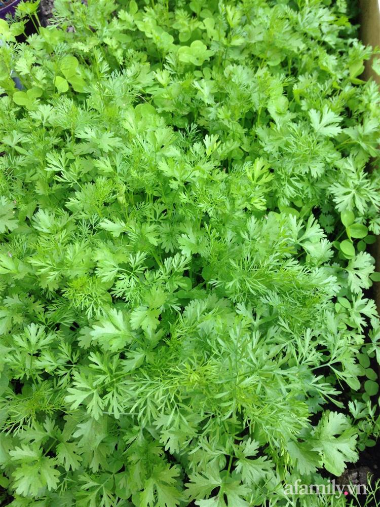 Vườn rau quanh năm tốt tươi với đủ loại rau quả của mẹ Việt-14