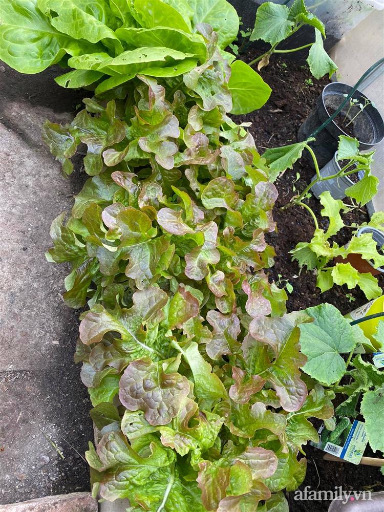 Vườn rau quanh năm tốt tươi với đủ loại rau quả của mẹ Việt-15