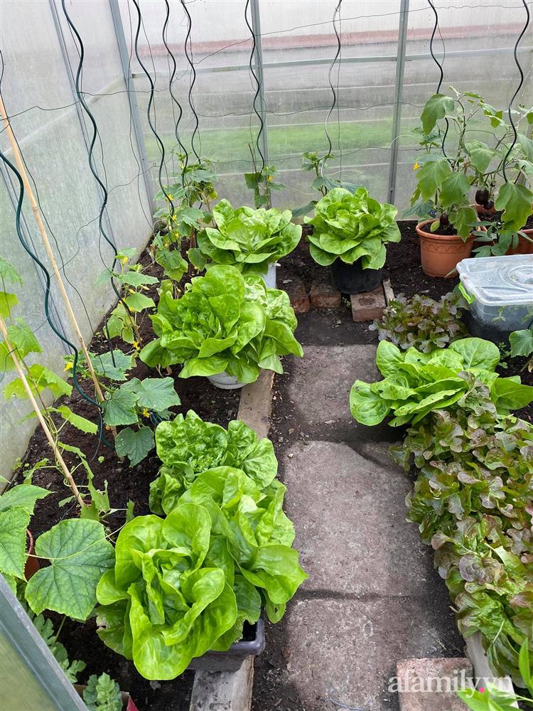 Vườn rau quanh năm tốt tươi với đủ loại rau quả của mẹ Việt-16