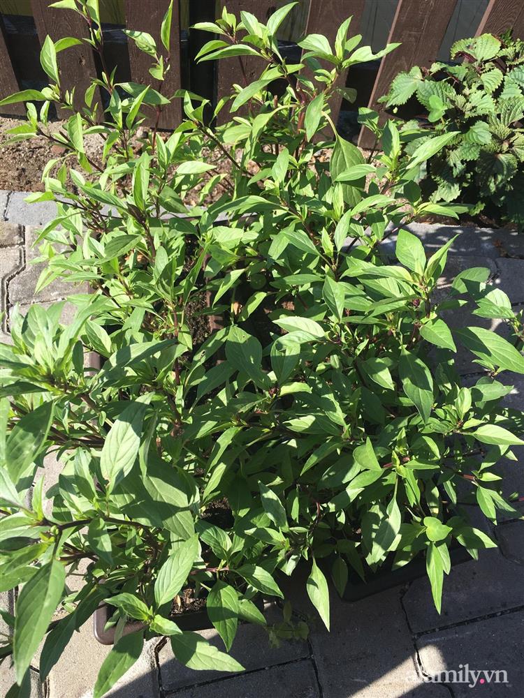 Vườn rau quanh năm tốt tươi với đủ loại rau quả của mẹ Việt-17