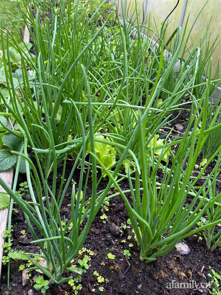 Vườn rau quanh năm tốt tươi với đủ loại rau quả của mẹ Việt-18