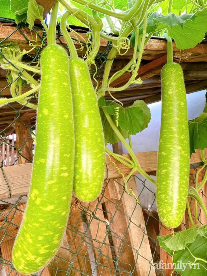 Vườn rau quanh năm tốt tươi với đủ loại rau quả của mẹ Việt-19