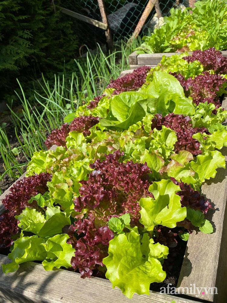Vườn rau quanh năm tốt tươi với đủ loại rau quả của mẹ Việt-21