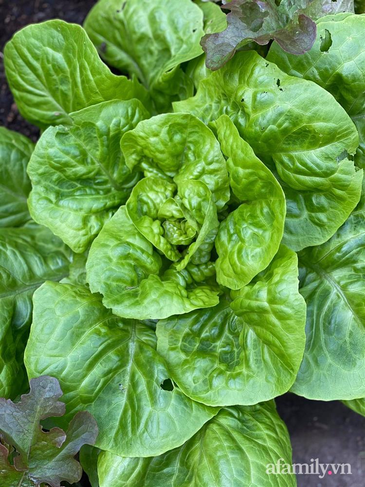 Vườn rau quanh năm tốt tươi với đủ loại rau quả của mẹ Việt-23