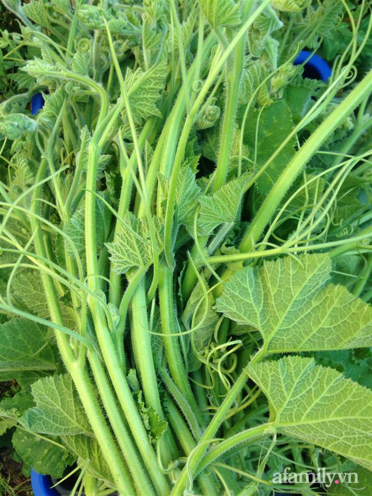 Vườn rau quanh năm tốt tươi với đủ loại rau quả của mẹ Việt-22