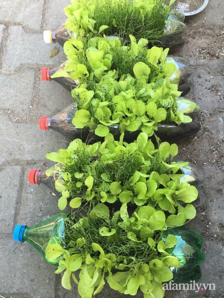 Vườn rau quanh năm tốt tươi với đủ loại rau quả của mẹ Việt-24