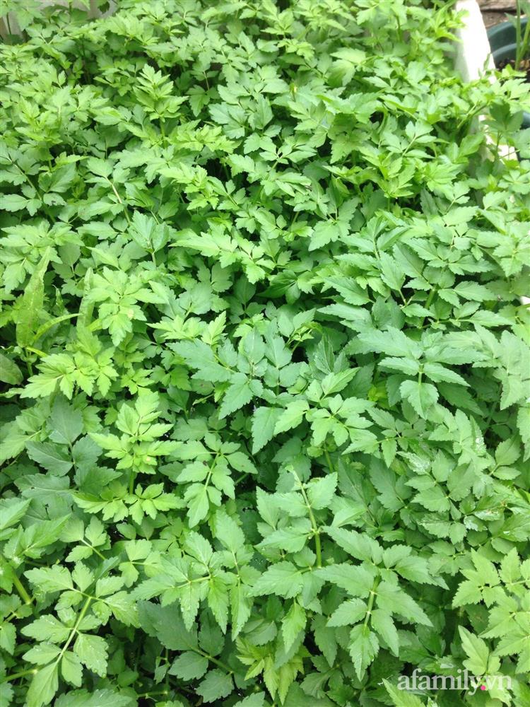 Vườn rau quanh năm tốt tươi với đủ loại rau quả của mẹ Việt-25