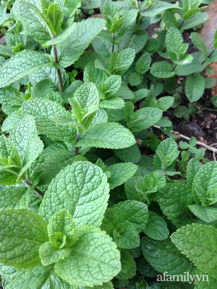 Vườn rau quanh năm tốt tươi với đủ loại rau quả của mẹ Việt-26