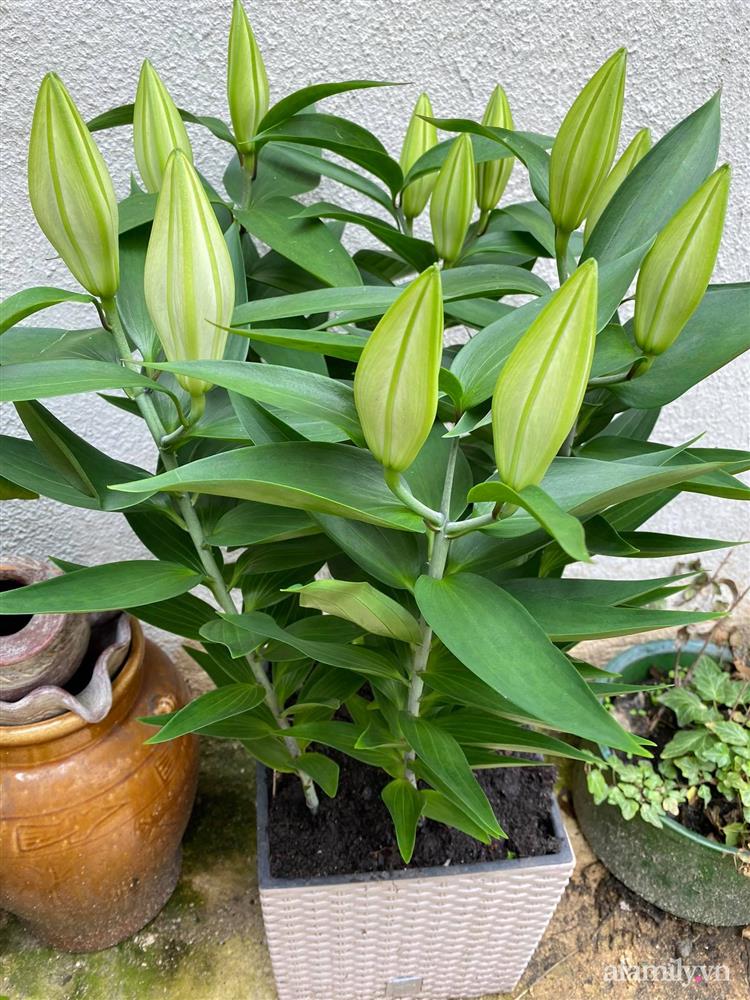 Vườn rau quanh năm tốt tươi với đủ loại rau quả của mẹ Việt-27