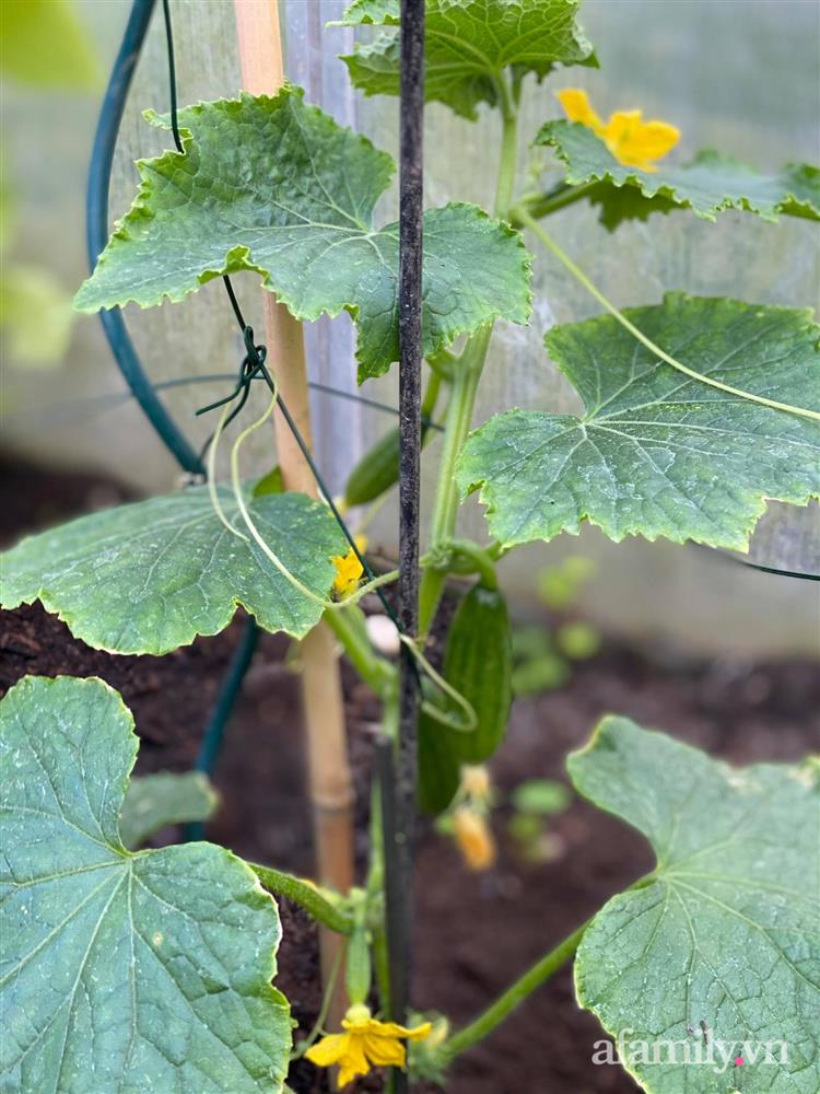 Vườn rau quanh năm tốt tươi với đủ loại rau quả của mẹ Việt-28