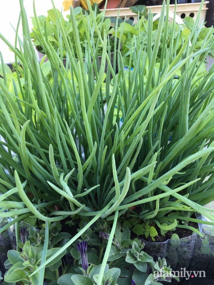 Vườn rau quanh năm tốt tươi với đủ loại rau quả của mẹ Việt-29